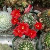 Rebutia_krainziana_2